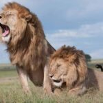 Nairobi National Park and Giraffe Center Guided Tour - Practical Details That Matter