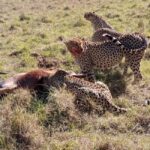 Nairobi National Park And Giraffe Center Guided Tour - The Practicalities: What’s Included and What’s Not
