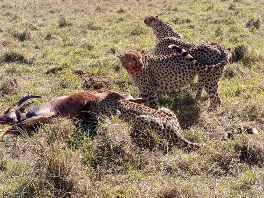 Nairobi National Park And Giraffe Center Guided Tour - The Practicalities: What’s Included and What’s Not