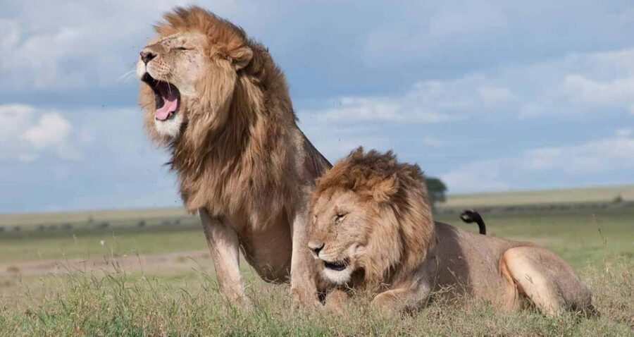 Nairobi National Park and Giraffe Center Guided Tour - Practical Details That Matter