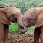 Nairobi National Park and Sheldrick Elephant Trust Day Trip - Optional Visit to Giraffe Center
