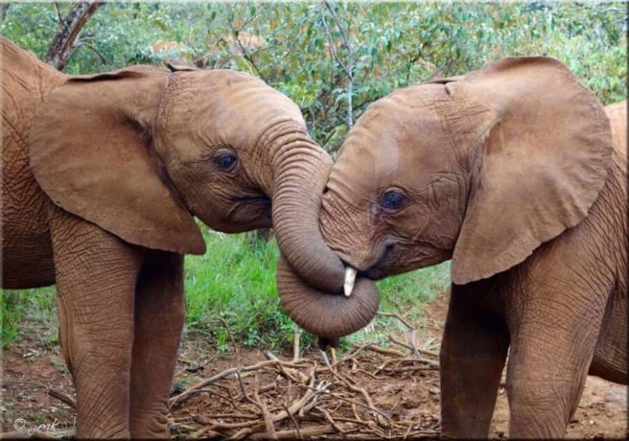 Nairobi National Park and Sheldrick Elephant Trust Day Trip - Optional Visit to Giraffe Center
