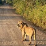 Nairobi National Park, Baby Elephant and Giraffe Centre - What Makes This Tour Stand Out