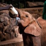 Nairobi: National Park, Baby Elephant & Giraffe Centre Tour - What to Expect: Practical Details