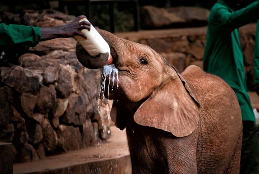 Nairobi: National Park, Baby Elephant & Giraffe Centre Tour - What to Expect: Practical Details