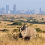 Nairobi National Park Daily Game drives. - Why This Tour Represents Great Value