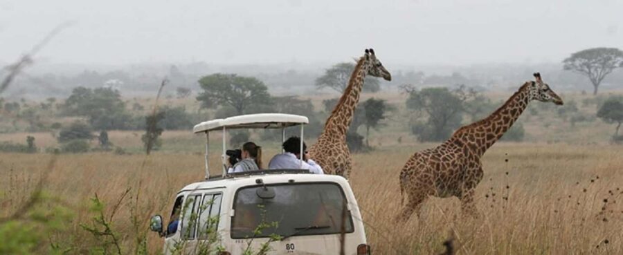 Nairobi National Park David Sheldrick Giraffe center - The David Sheldrick Wildlife Trust: Heartwarming Elephant Stories