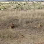 Nairobi National Park Day Guided Tour - Authentic Traveler Insights from Reviews