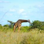 Nairobi: National Park Early Morning or Afternoon Tour - Is This Tour Worth the Price?