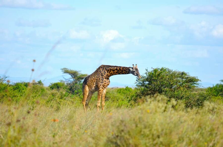 Nairobi: National Park Early Morning or Afternoon Tour - Is This Tour Worth the Price?