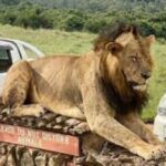 Nairobi: National park Elephant Orphanage and Giraffe Center - What to Expect at Each Location