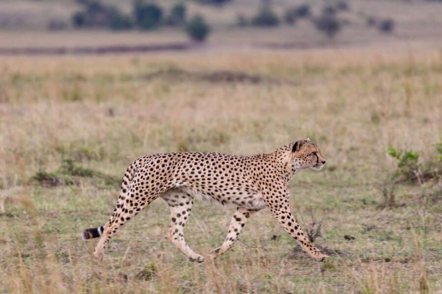 Nairobi National park, elephant orphanage and giraffe center - FAQ