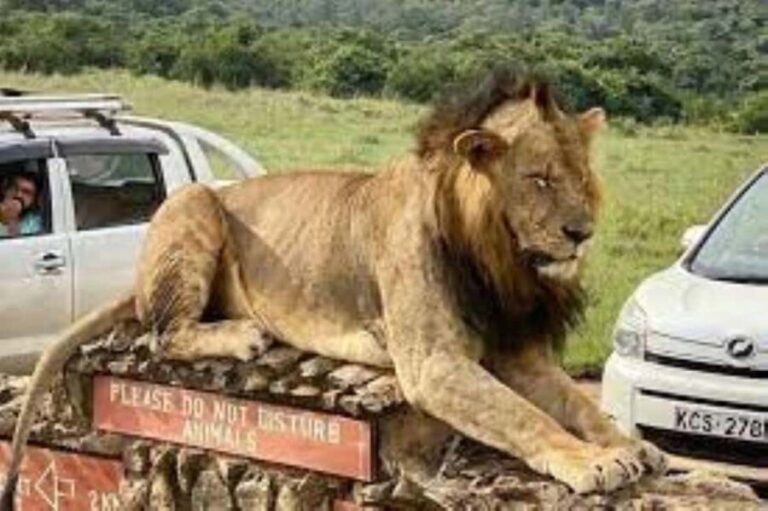 Nairobi: National park Elephant Orphanage and Giraffe Center - What to Expect at Each Location