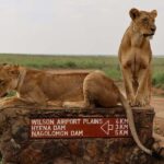 Nairobi National Park, Elephant Orphanage and Giraffe Centre - An In-Depth Look at the Tour Experience