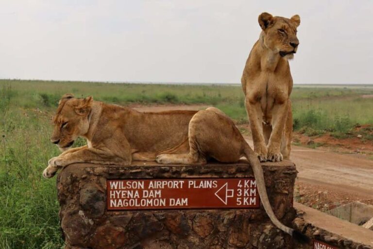 Nairobi National Park, Elephant Orphanage and Giraffe Centre - An In-Depth Look at the Tour Experience
