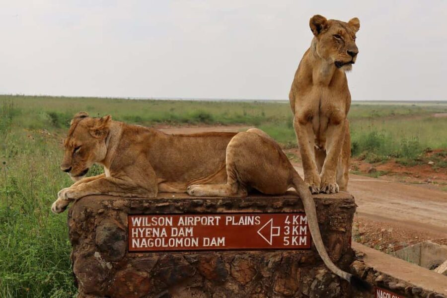 Nairobi National Park, Elephant Orphanage and Giraffe Centre - An In-Depth Look at the Tour Experience