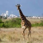 Nairobi: National Park, Elephant Orphanage, and Giraffe Tour - Giraffe Center: Up Close with Africa’s Tallest