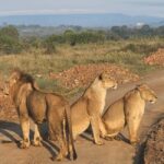 Nairobi: National Park, Elephant Orphanage, and Giraffe Tour - What to Expect During the Day