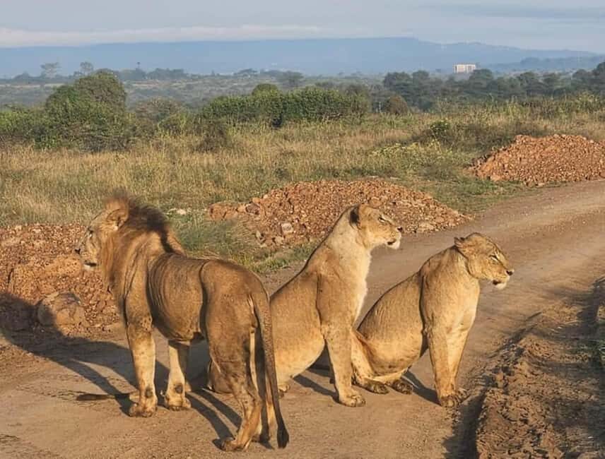 Nairobi: National Park, Elephant Orphanage, and Giraffe Tour - What to Expect During the Day