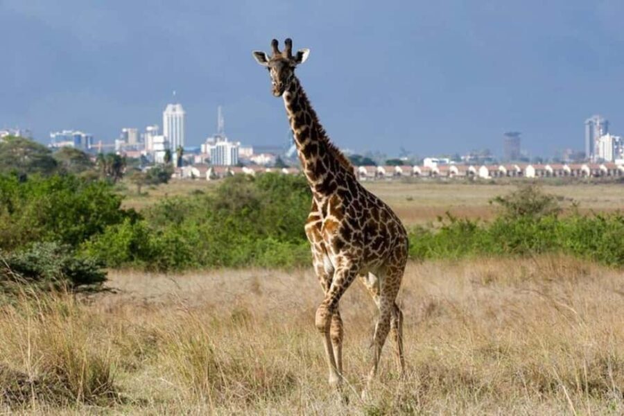 Nairobi: National Park, Elephant Orphanage, and Giraffe Tour - Giraffe Center: Up Close with Africa’s Tallest