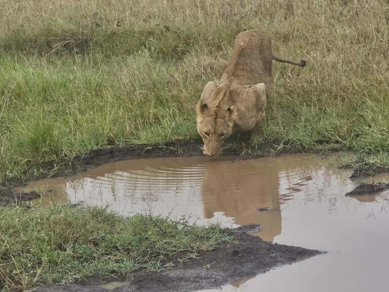 Nairobi: National Park, Elephant Orphanage & Giraffe Center - Why Choose This Tour?