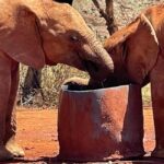 Nairobi National Park, Elephant Orphanage, & Giraffe Center - The Itinerary Breakdown