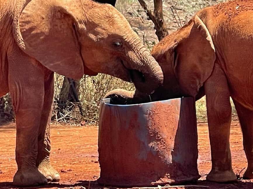 Nairobi National Park, Elephant Orphanage, & Giraffe Center - The Itinerary Breakdown