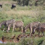 Nairobi: National Park, Elephant Orphanage, & Giraffe Center - Exploring Nairobi’s Wildlife: The National Park Experience