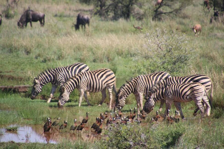Nairobi: National Park, Elephant Orphanage, & Giraffe Center - Exploring Nairobi’s Wildlife: The National Park Experience