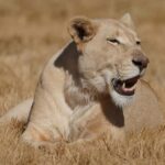 Nairobi: National Park, Elephant Orphanage & Giraffe Center - Who Is This Tour Best For?