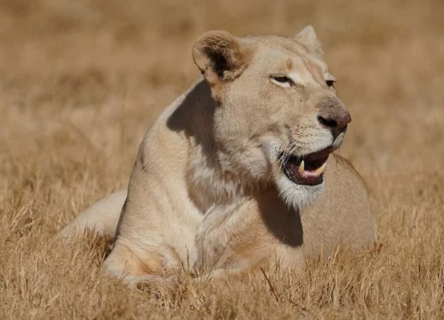 Nairobi: National Park, Elephant Orphanage & Giraffe Center - Who Is This Tour Best For?