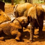 Nairobi: National Park, Elephant Orphanage, & Giraffe Center - The Itinerary Breakdown