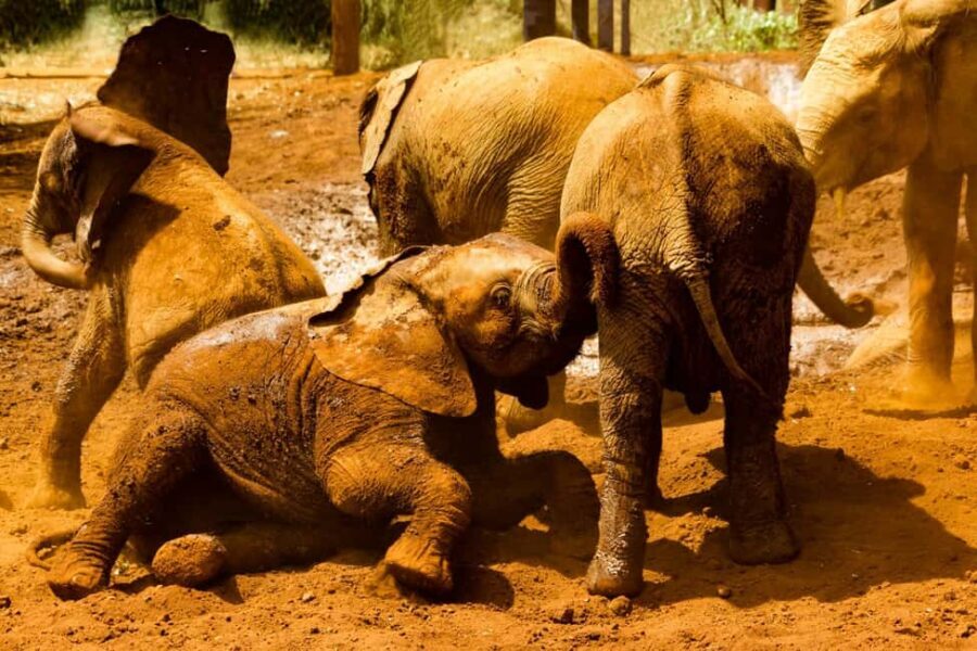 Nairobi: National Park, Elephant Orphanage, & Giraffe Center - The Itinerary Breakdown