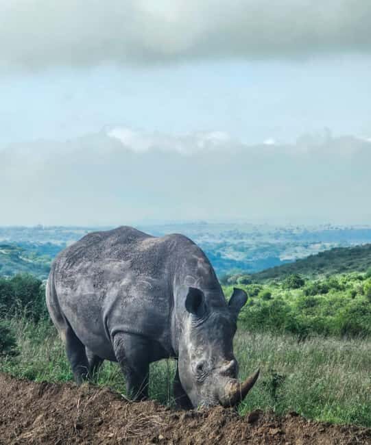 Nairobi: National Park, Elephant Orphanage, & Giraffe Center - Who Will Love This Tour?