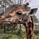 Nairobi National Park, Elephant Orphanage & Giraffe Centre - Final Thoughts