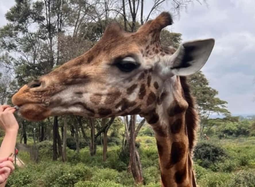 Nairobi National Park, Elephant Orphanage & Giraffe Centre - Final Thoughts