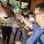 Nairobi National Park, Elephant orphanage & Giraffe Centre - Elephant Orphanage: Heartwarming Encounters