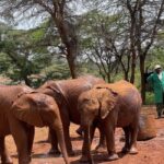 Nairobi National Park, Elephant Sanctuary & Giraffe Centre - Elephant Sanctuary: Rescues and Baby Elephants