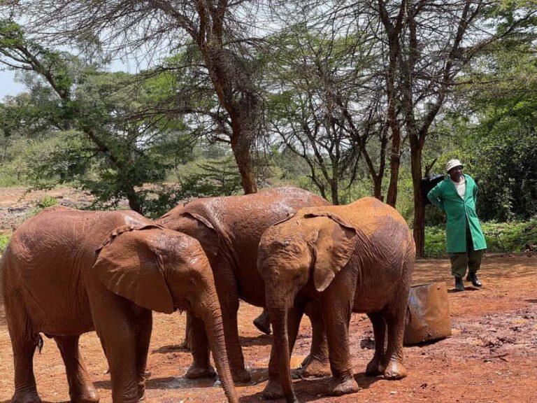 Nairobi National Park, Elephant Sanctuary & Giraffe Centre - Elephant Sanctuary: Rescues and Baby Elephants