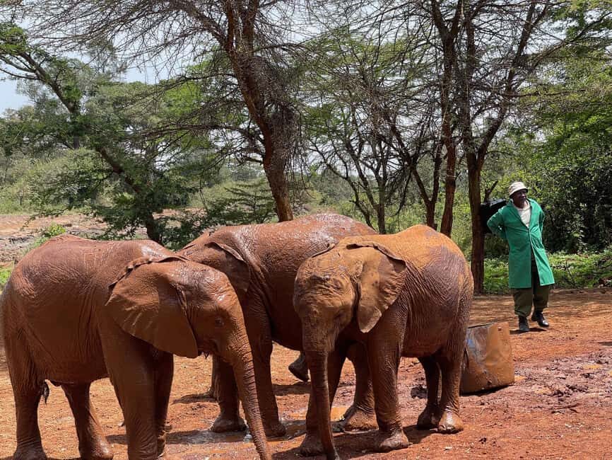 Nairobi National Park, Elephant Sanctuary & Giraffe Centre - Elephant Sanctuary: Rescues and Baby Elephants