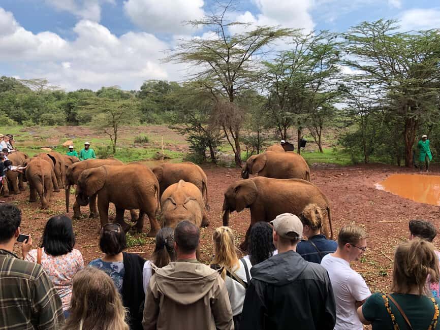 Nairobi National Park, Elephant Santuary & Giraffe center. - What’s Included & Not?