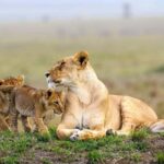 Nairobi National Park Evening Game Drive - Additional Perspectives from Travelers