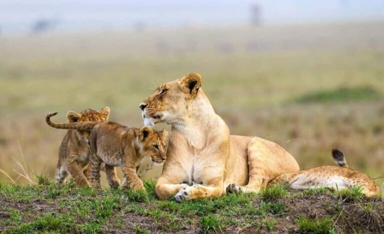 Nairobi National Park Evening Game Drive - Additional Perspectives from Travelers