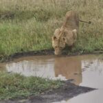 Nairobi National Park Evening Game Drive With free Pick Up - The Sum Up