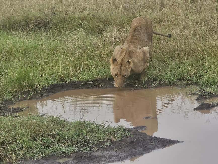 Nairobi National Park Evening Game Drive With free Pick Up - The Sum Up