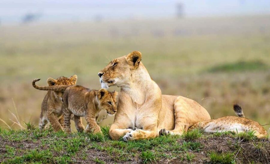 Nairobi National Park Evening Game Drive - Additional Perspectives from Travelers