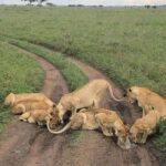 Nairobi National park Full or Half Day Tour With Guide - Final Thoughts: Who Is This Tour Best For?