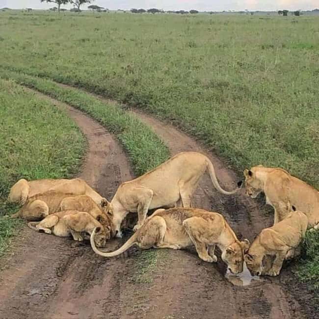 Nairobi National park Full or Half Day Tour With Guide - Final Thoughts: Who Is This Tour Best For?