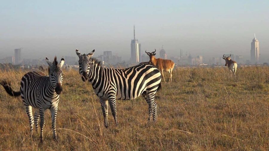 Nairobi: National Park Game Drive and Beads Center Tour - Exploring the Tour in Detail