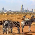 Nairobi National Park Game drive and Elephant Orphanage - The Elephant Orphanage Experience